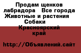 Продам щенков лабрадора - Все города Животные и растения » Собаки   . Красноярский край